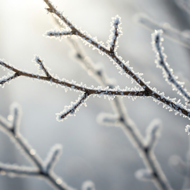 https://www.wmur.com/article/consumer-reports-winter-home-preparation10152025/69046487